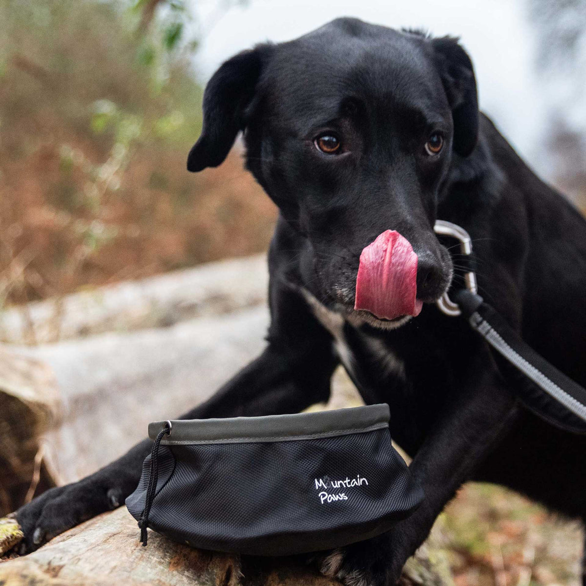 Zusammenklappbare Futterschüssel Schwarz – Mountain Paws