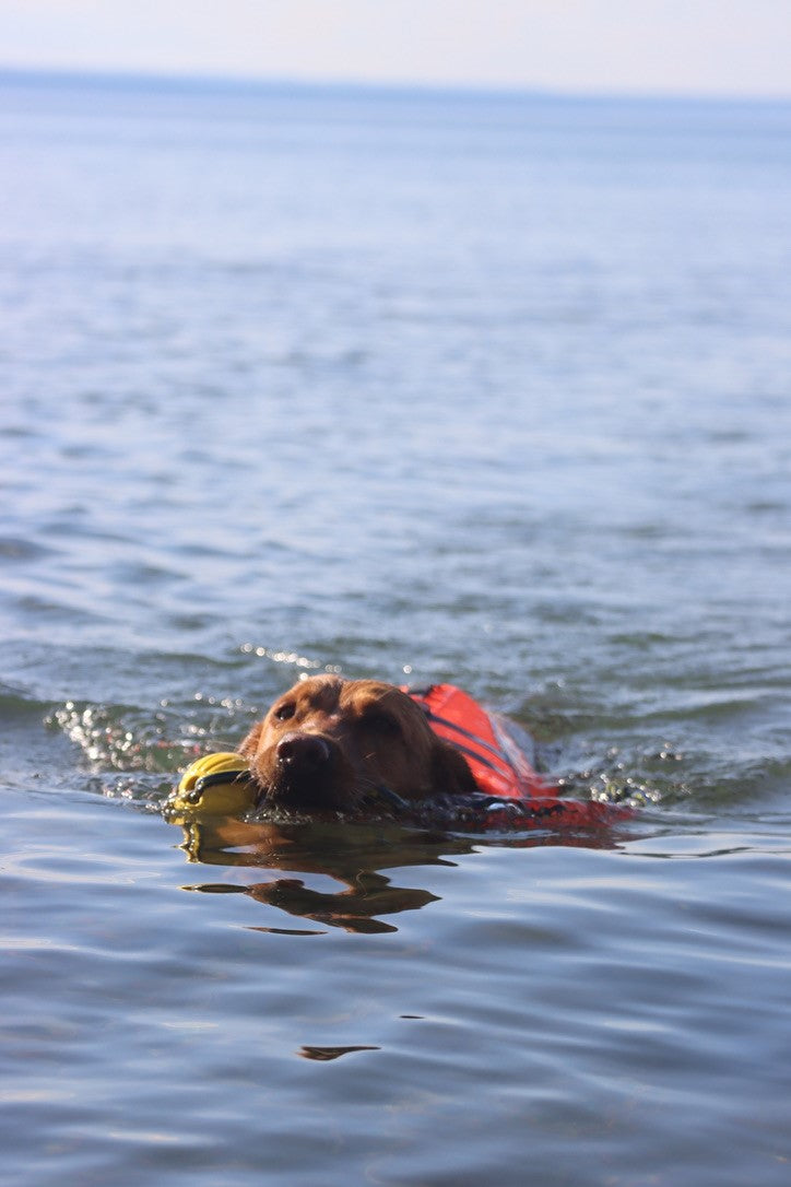 Life Jacket XL