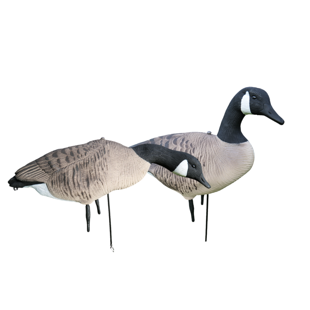 Ganzkörper Kanadagänse 12 Stück - HuntElite
