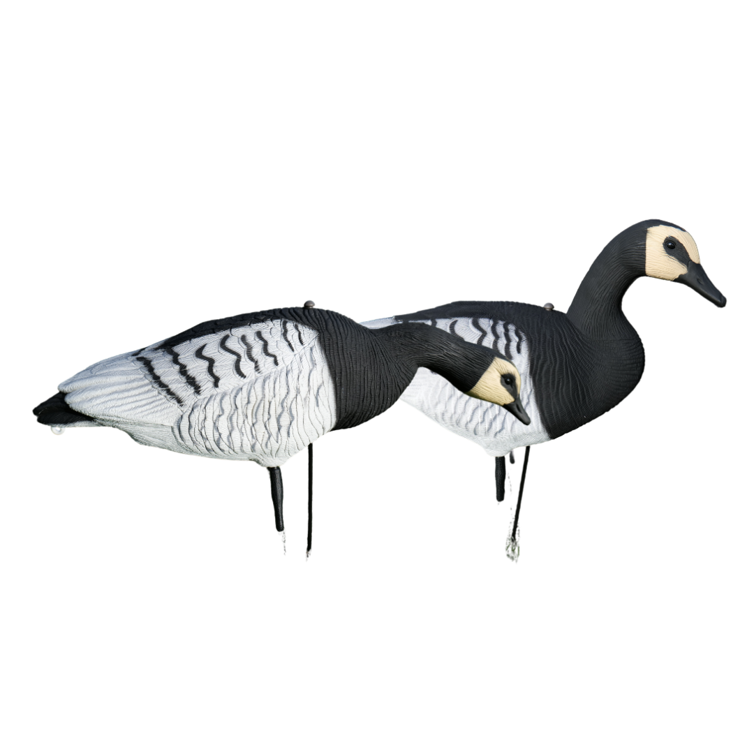 Ganzkörper - Ringelgans - 12 Stück - HuntElite