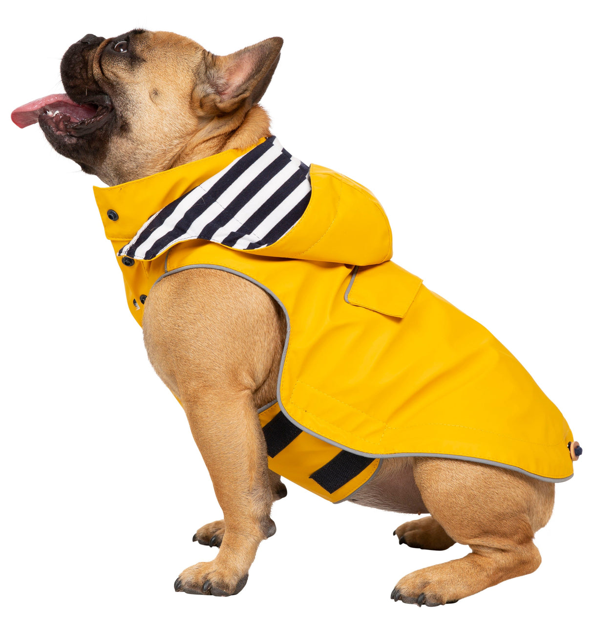 Seadog - Sunshine - Trespass