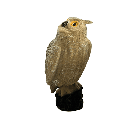 Eule mit Herde