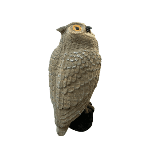 Eule mit Herde