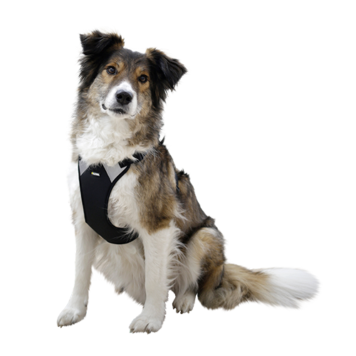 Hundegeschirr Pulsive – Hals 36–50 – Brust 46–60 cm – Kerbl