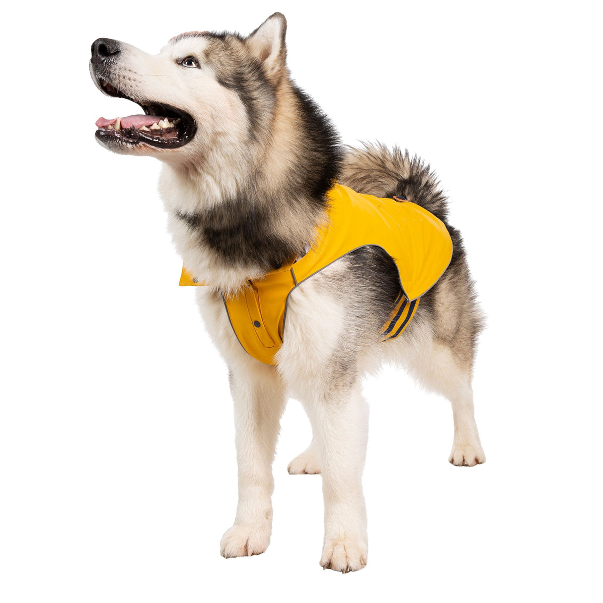 Seadog - Sunshine - Trespass