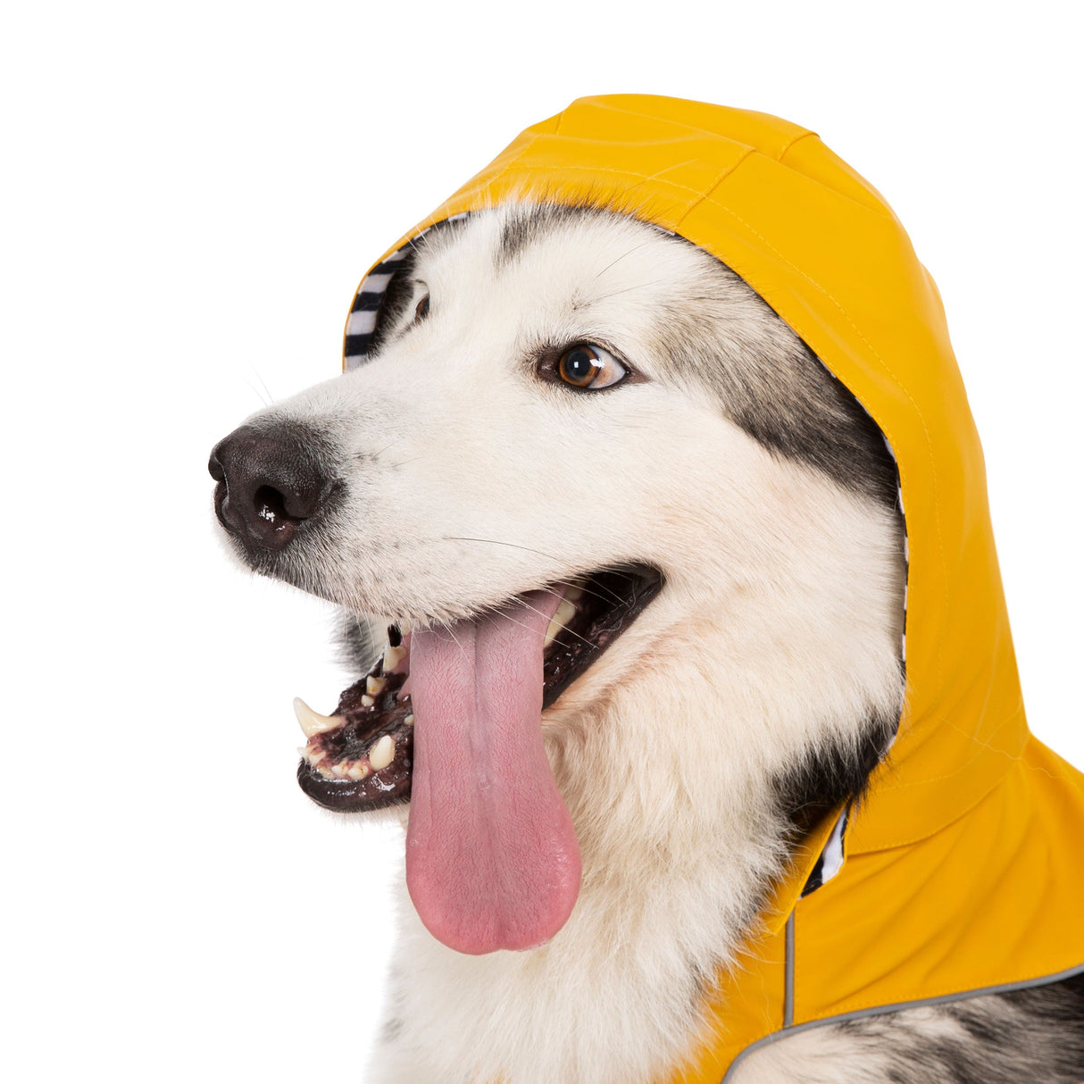Seadog - Sunshine - Trespass