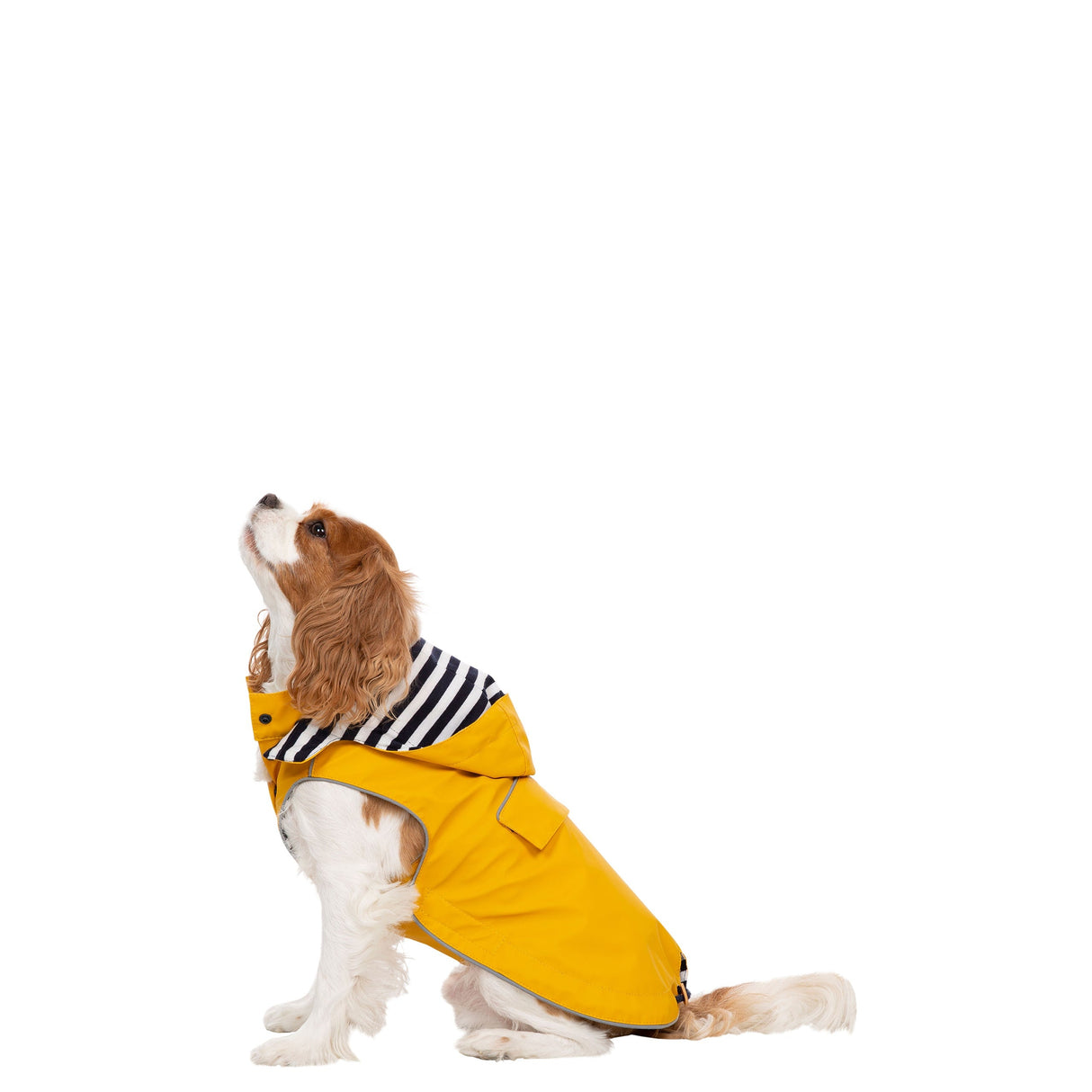 Seadog - Sunshine - Trespass