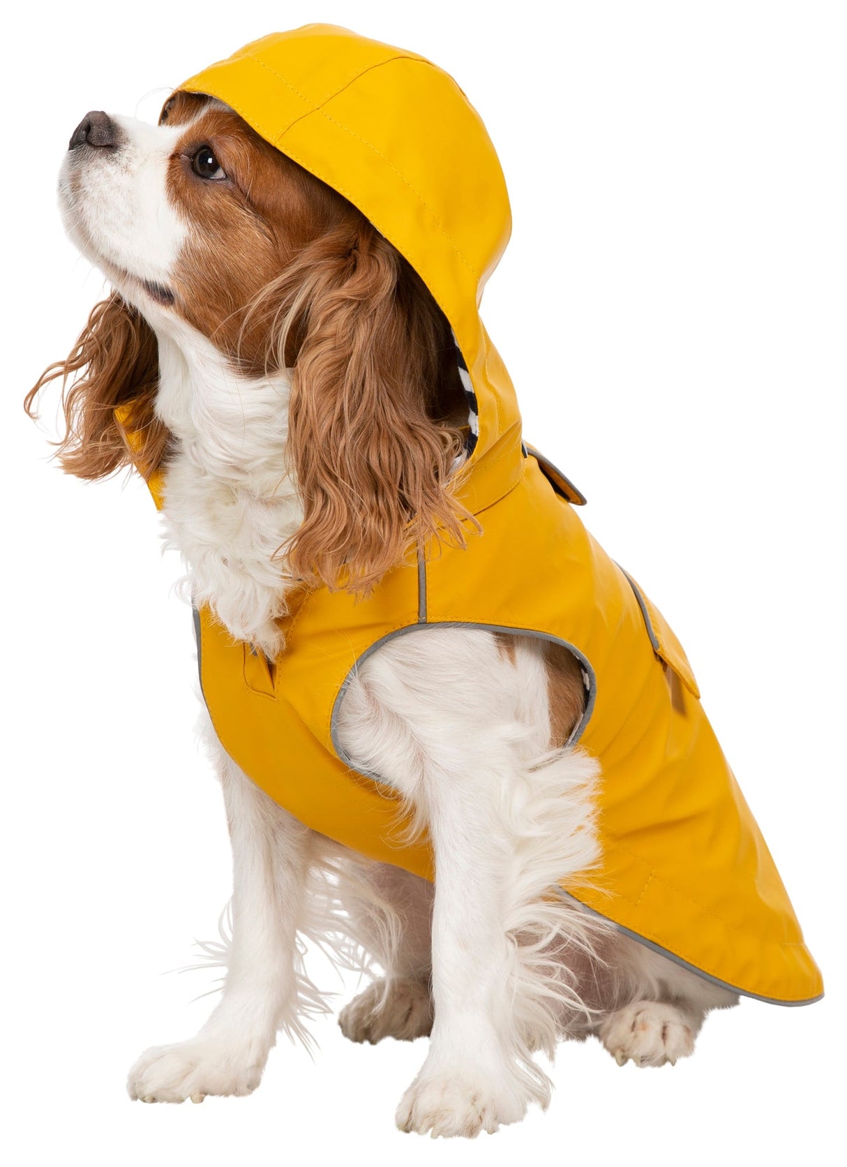 Seadog - Sunshine - Trespass