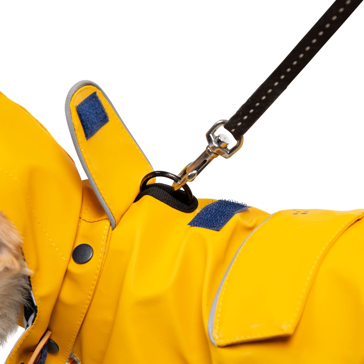 Seadog - Sunshine - Trespass