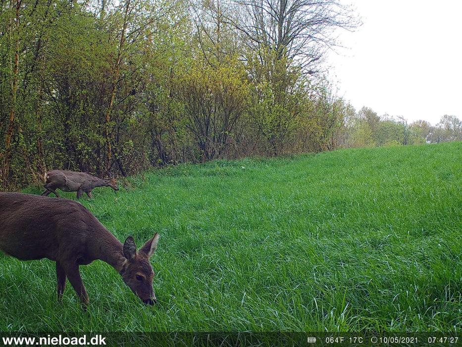 4G Wildkamera mit Solarzelle - Nieload