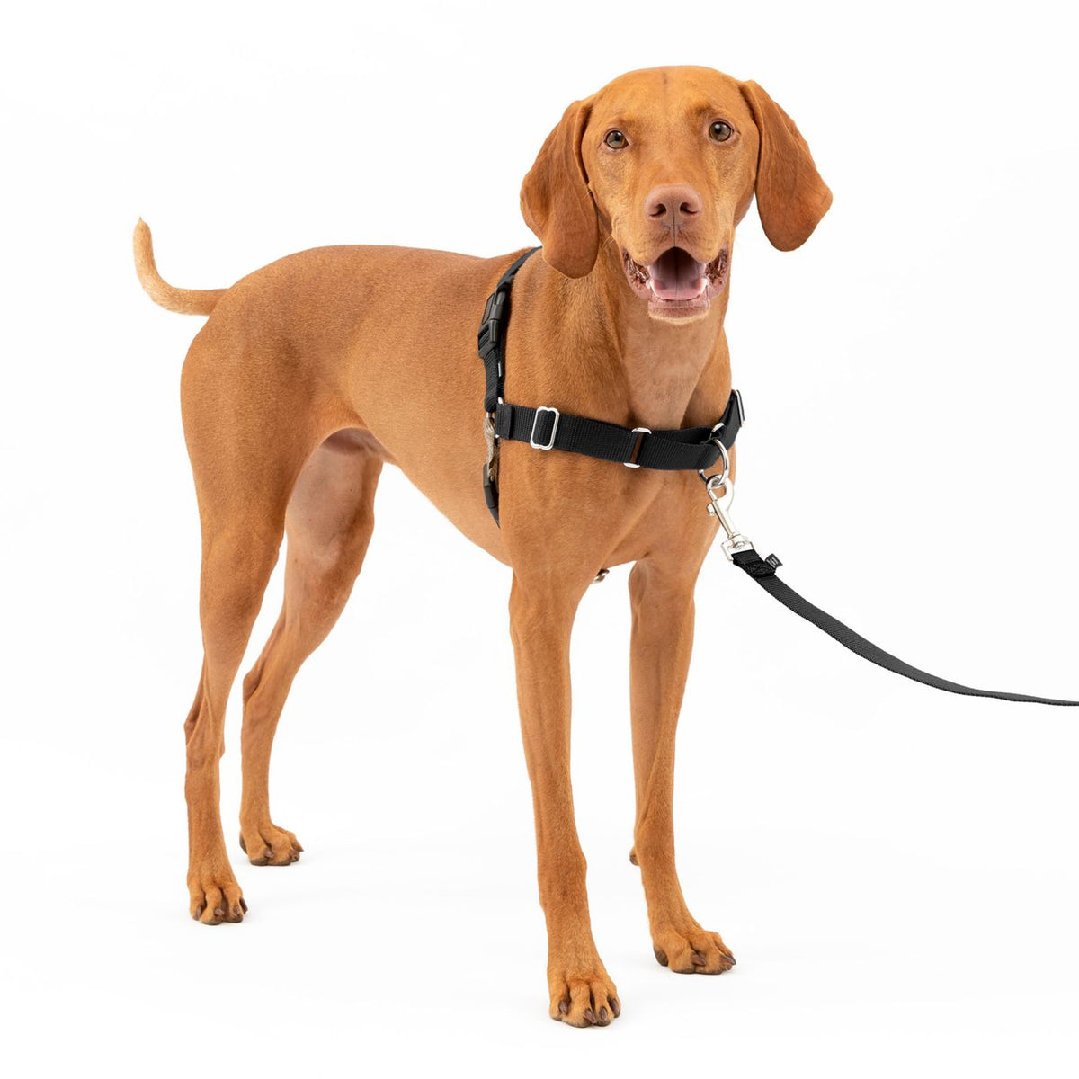Easy Walk Geschirr, Schwarz - PROF DOG Medium