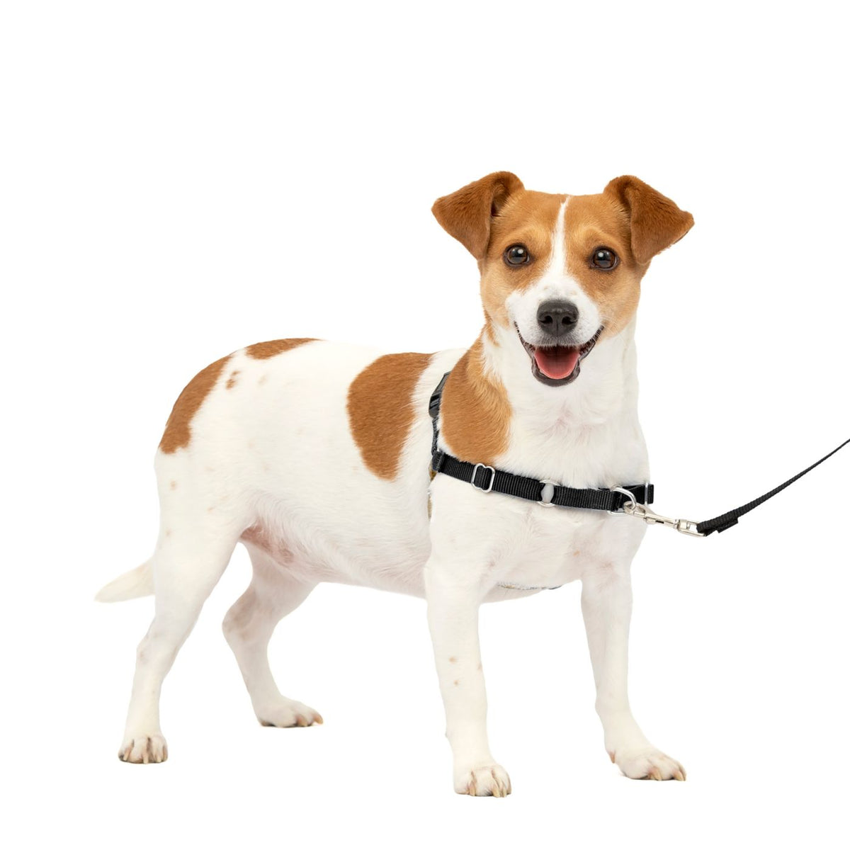 Easy Walk Geschirr, Schwarz - PROF DOG Small