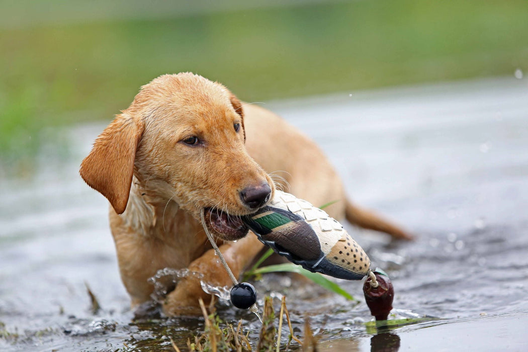 Krickente-Attrappe - ASD