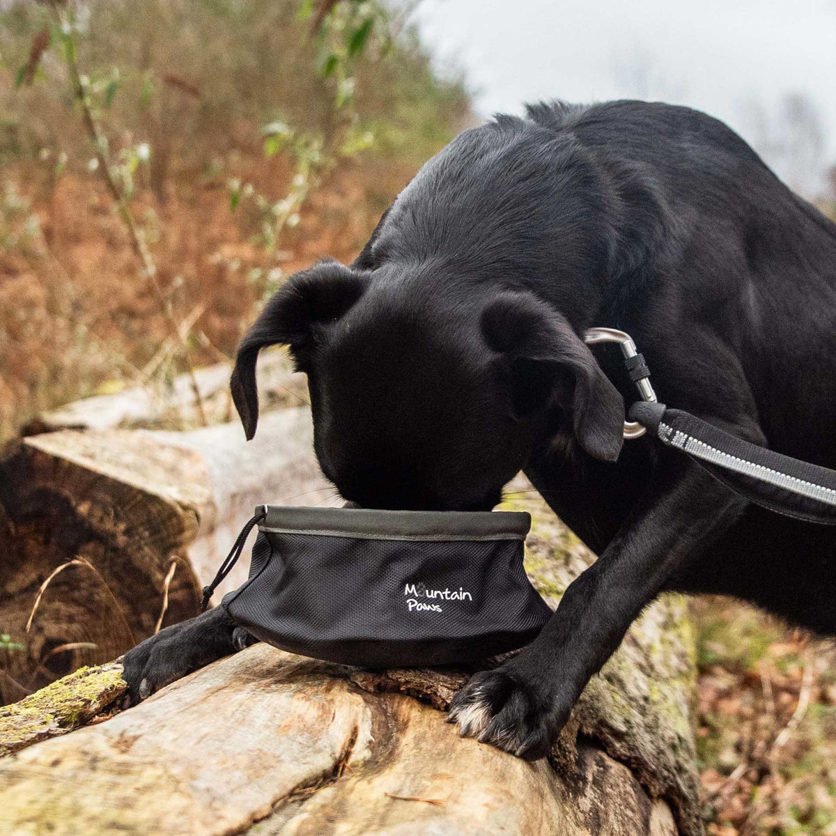 Zusammenklappbare Futterschüssel Schwarz – Mountain Paws