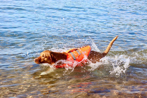 Life Jacket XL