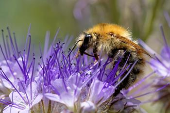 Bienenmischung 0,5 kg Schachtel - Natur