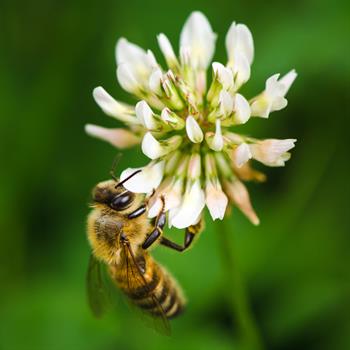 Nature Bienenmischung 0,5 kg Box