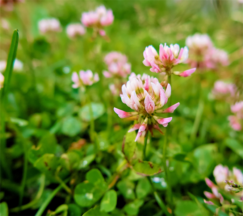 Alsike-Klee Aurora C 2kg