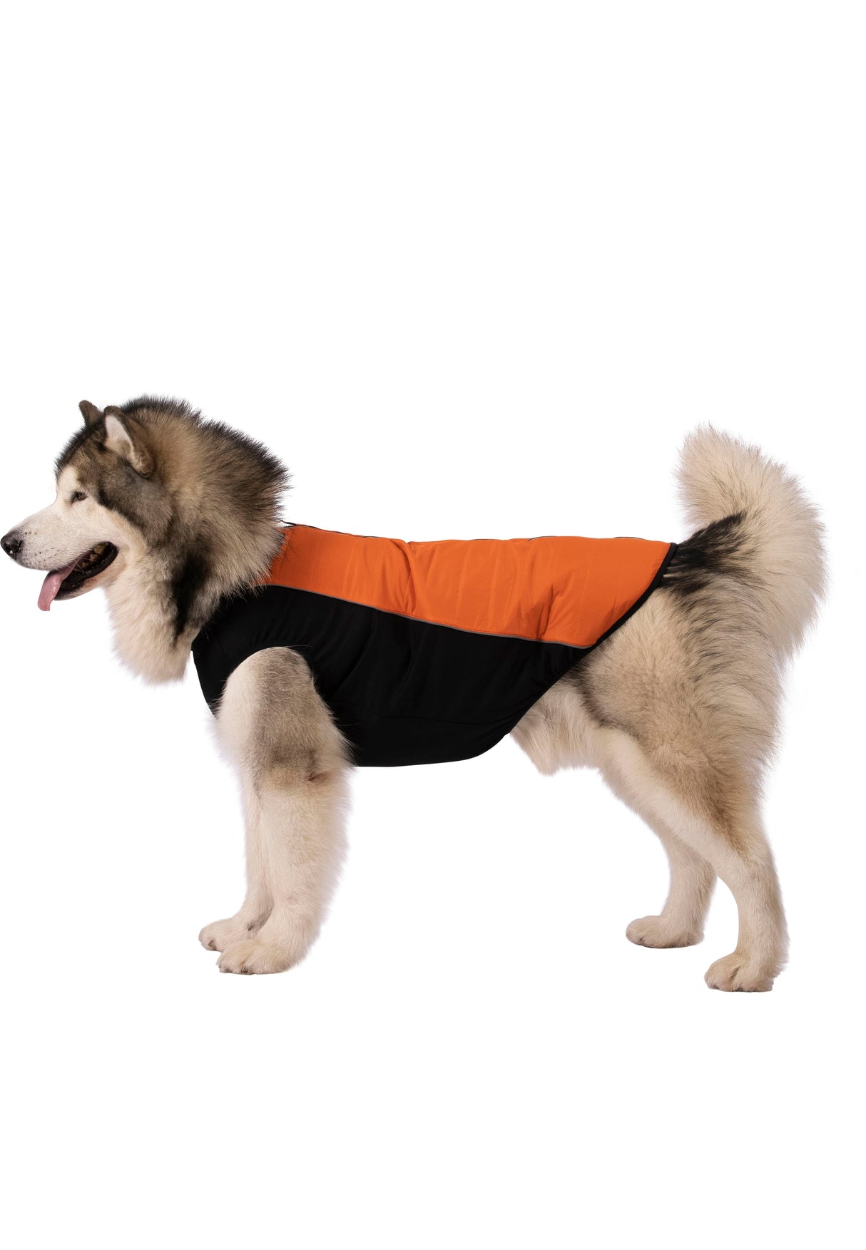 Beedle - Black/ Burnt Orange - Trespass
