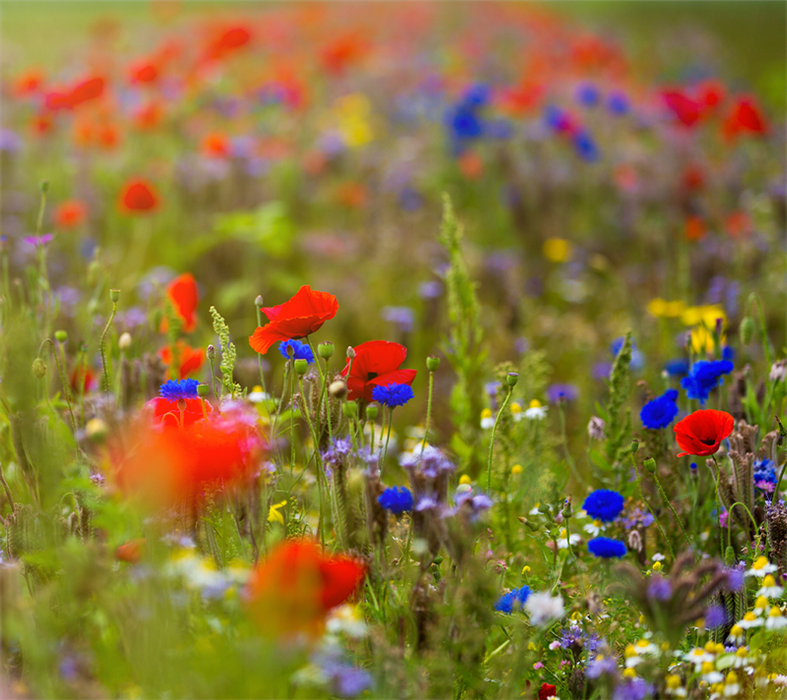 Blomstermarksbl. Einjähriger und mehrjähriger Garten – 200 g