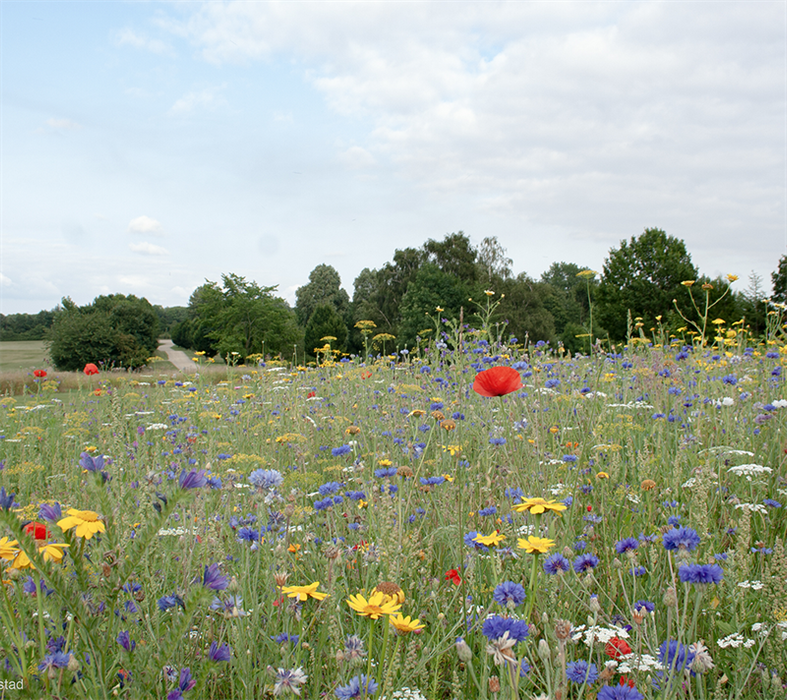 Natur Blumenwiesenmischung, 1 kg