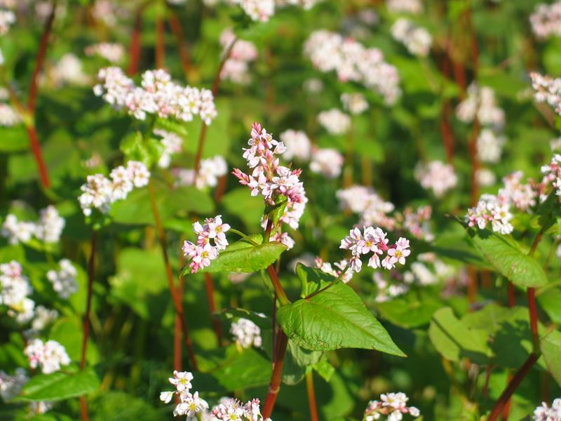 Buchweizen Kora - 2kg