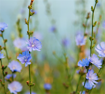 Bienenmischung 0,5 kg Schachtel - Natur