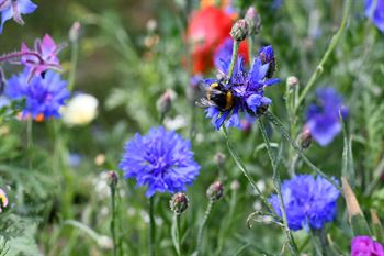 Natur Blumenmischung 0,25 kg Schachtel