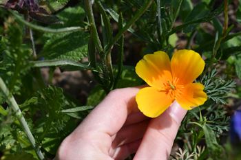 Natur Blumenmischung 0,25 kg Schachtel