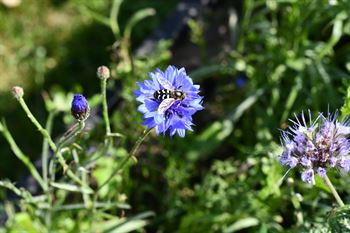 Natur Blumenmischung 0,25 kg Schachtel