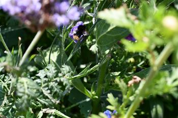 Natur Blumenmischung 0,25 kg Schachtel