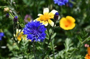 Naturblumenmischung 0,25 kg Box