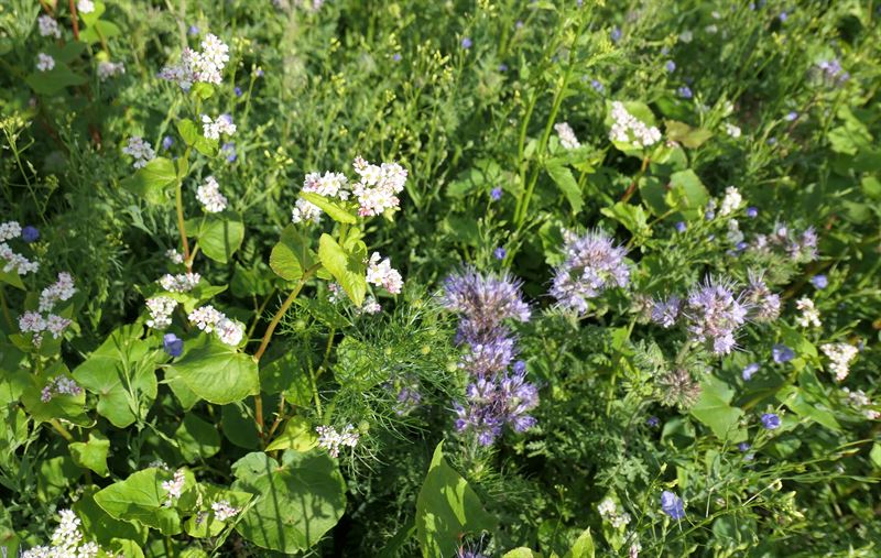 Wildvogelmischung - 10 kg