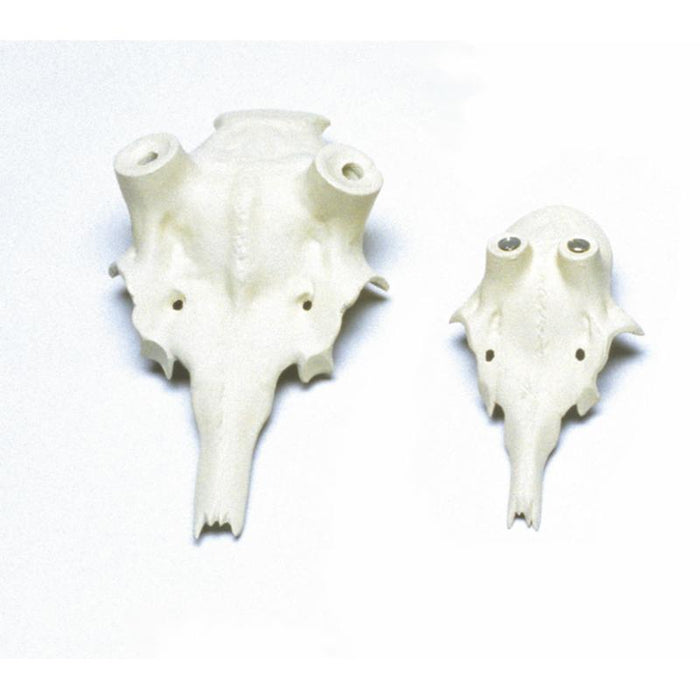 Stirnschale Wildschwein - 21 mm - Adolf Boese