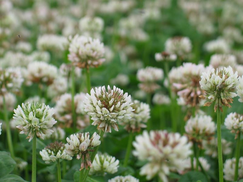 Weißklee Liflex t. C - 10kg