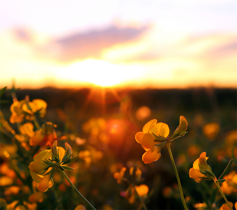 Insektenmischung - 1 kg