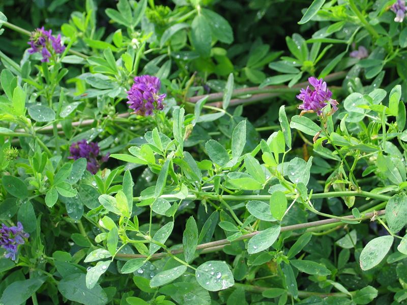 Luzerne 2kg - SW Nexus C