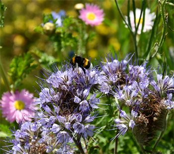 Naturblumenmischung 0,25 kg Box