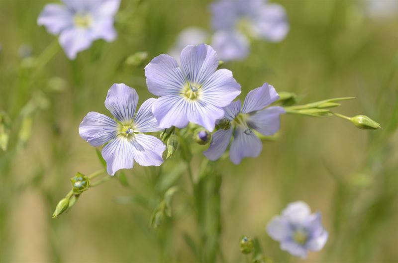 Öllein Kaolin C2 - 25kg