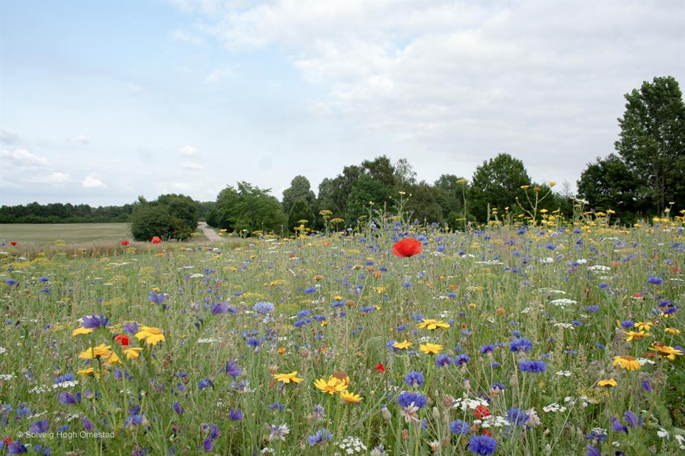 Natur-Blumenwiese, 0,25 kg Schachtel