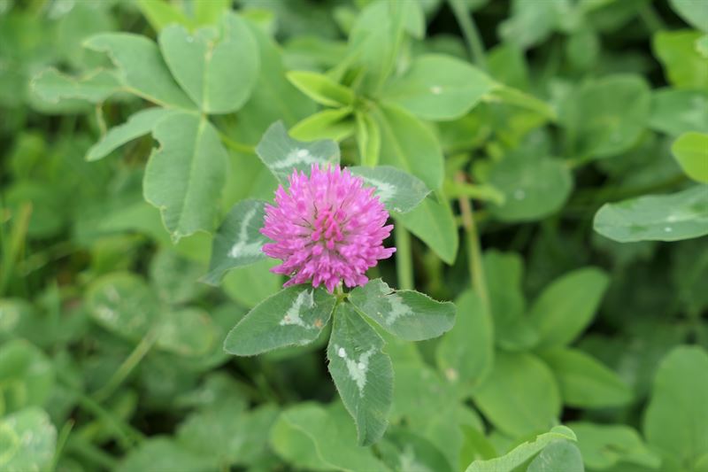 Rotklee Milvus d. C - 10kg