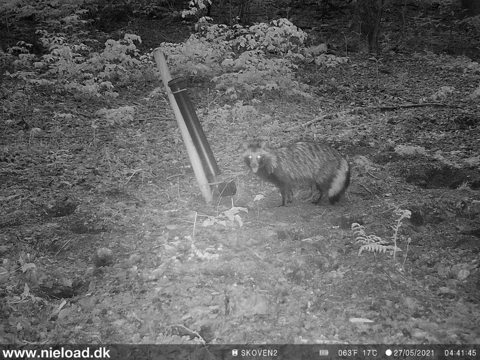 4G Wildkamera mit Solarzelle - Nieload