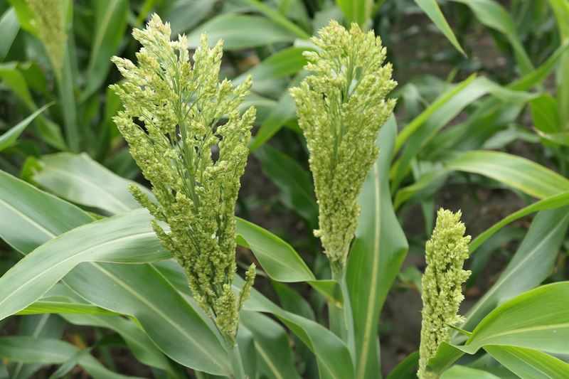 Sorghum Bovital C, 25 kg
