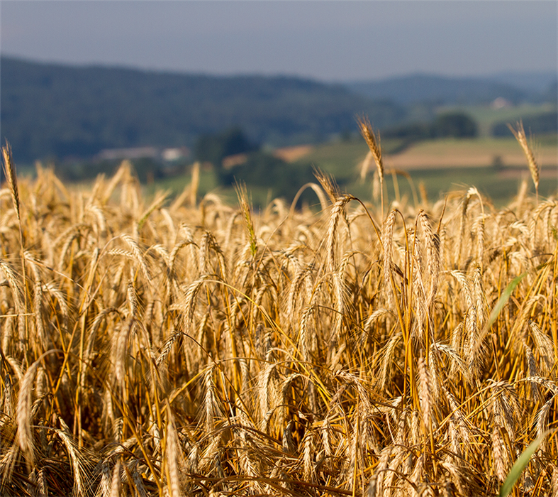 Dauergras C unbehandelt - 10kg