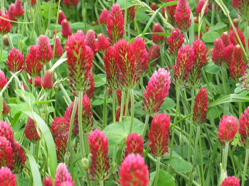 Blutklee Linkarus d. C 2kg