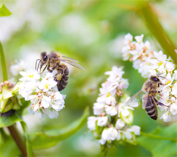 Bienenmischung 0,5 kg Schachtel - Natur