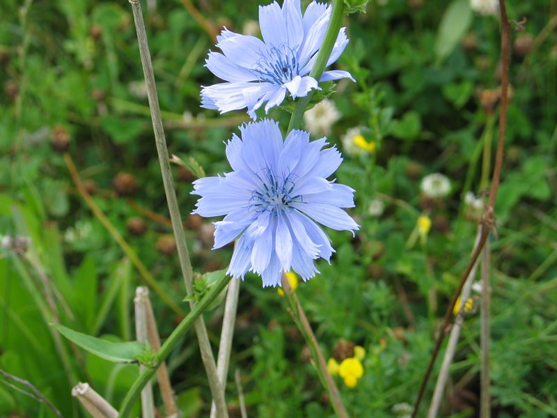 Chicorée 1kg - Spadona S