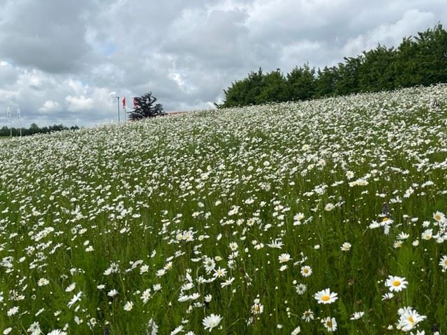 DSV Wildwiesenmischung Ein- und Staude, - 200 g