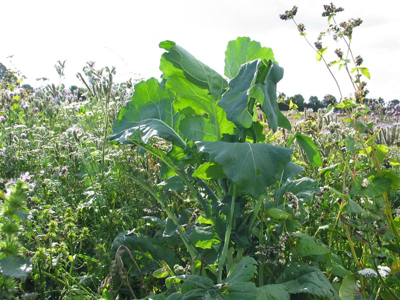 Futterkohl Grüner Angeliter 1 kg
