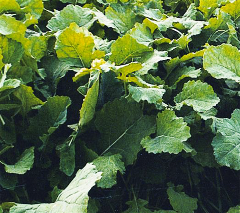 Futterraps d. C ubejd. 2kg - Licapo